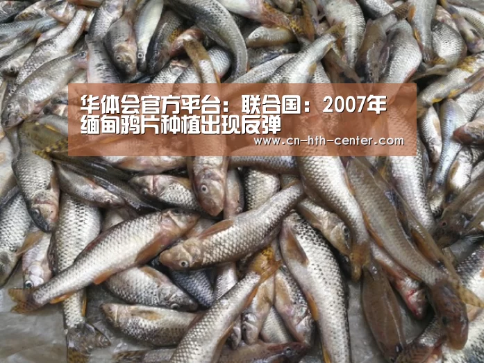 华体会官方平台:联合国:2007年缅甸鸦片种植出现反弹(图3) 华体会官网下载